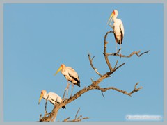 Chobe_5DTR4363_1k6px