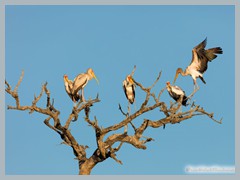 Chobe_5DTR4372_1k6px