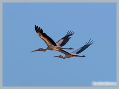 Chobe_5DTR4379_1k6px