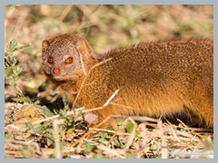 Chobe_5DTR4390_1k6px