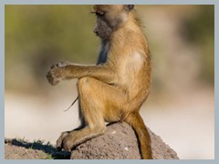 Chobe_5DTR4394_1k6px