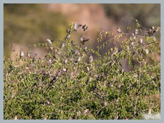 Chobe_5DTR4439_1k6px