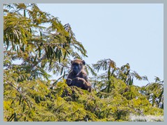 Chobe_5DTR4449_1k6px