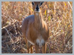 Chobe_5DTR4455_1k6px