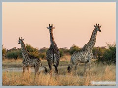 Chobe_5DTR4491_1k6px