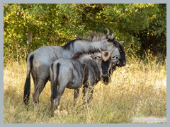 Okavango_5DTR4578_1k6px