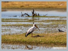 Okavango_5DTR4598_1k6px