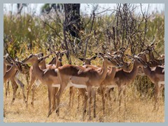 Okavango_5DTR4602Pano_1k6px