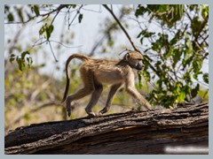 Okavango_5DTR4611_1k6px
