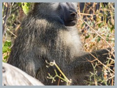 Okavango_5DTR4614_1k6px