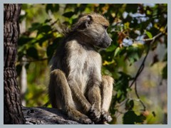 Okavango_5DTR4618_1k6px