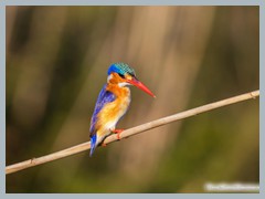 Okavango_5DTR4629_1k6px