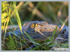 Okavango_5DTR4635_1k6px
