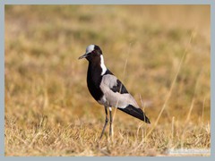 Okavango_5DTR4656_1k6px