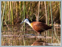 Okavango_5DTR4658_1k6px
