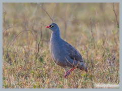 Okavango_5DTR4669_1k6px