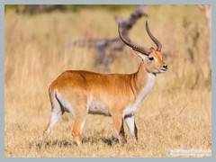 Okavango_5DTR4675_1k6px