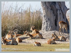 Okavango_5DTR4717_1k6px