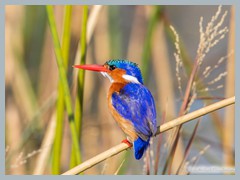 Okavango_5DTR4732_1k6px