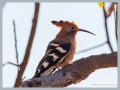 Okavango_5DTR4736_1k6px