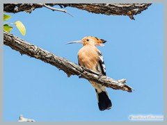 Okavango_5DTR4745_1k6px