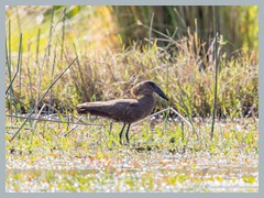Okavango_5DTR4752_1k6px