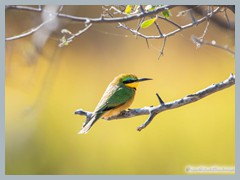 Okavango_5DTR4756_1k6px