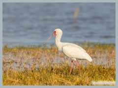 Okavango_5DTR4787_1k6px