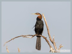 Okavango_5DTR4790_1k6px