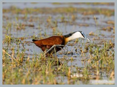 Okavango_5DTR4794_1k6px