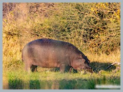 Okavango_5DTR4797_1k6px