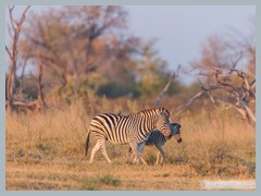 Okavango_5DTR4805_1k6px