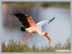 Okavango_5DTR4822_1k6px