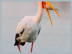 Okavango_5DTR4825_1k6px