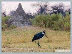 Okavango_5DTR4840_1k6px