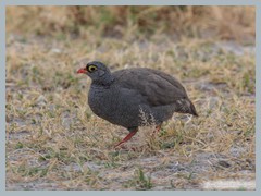 Okavango_5DTR4843_1k6px