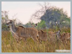 Okavango_5DTR4850_1k6px