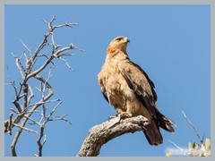 Okavango_5DTR4865_1k6px