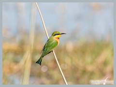 Okavango_5DTR4868_1k6px