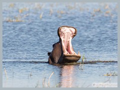 Okavango_5DTR4891_1k6px