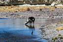 Chile_Altiplano_Atacama_028.jpg