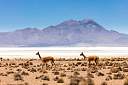 Chile_Altiplano_Atacama_030.jpg