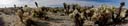 Panorama_CactusGarden_JoshuaTreeNP