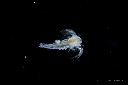 NGC2264 TMB115-805 TSFLAT HaRGB PS web