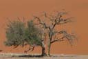 Namib-Naukluft-Park_1DXB2406