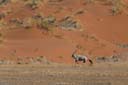Namib-Naukluft-Park_1DXB2424