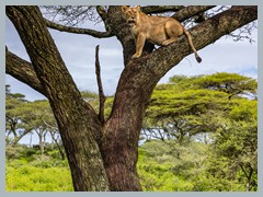 Serengeti_EOSR2388