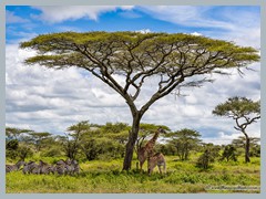 Serengeti_EOSR2403