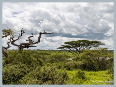 Serengeti_EOSR2412