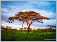 Serengeti_EOSR2484